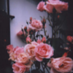 Meet your Posher, Rosette